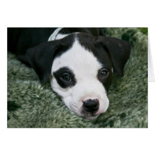 Pit Bull Terrier Pup Card - "Angie"