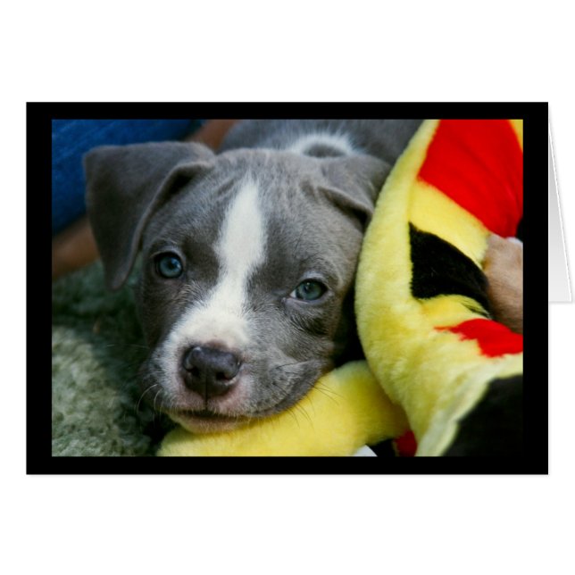 Pit Bull Terrier Pup Card - "Mikey" (Front Horizontal)