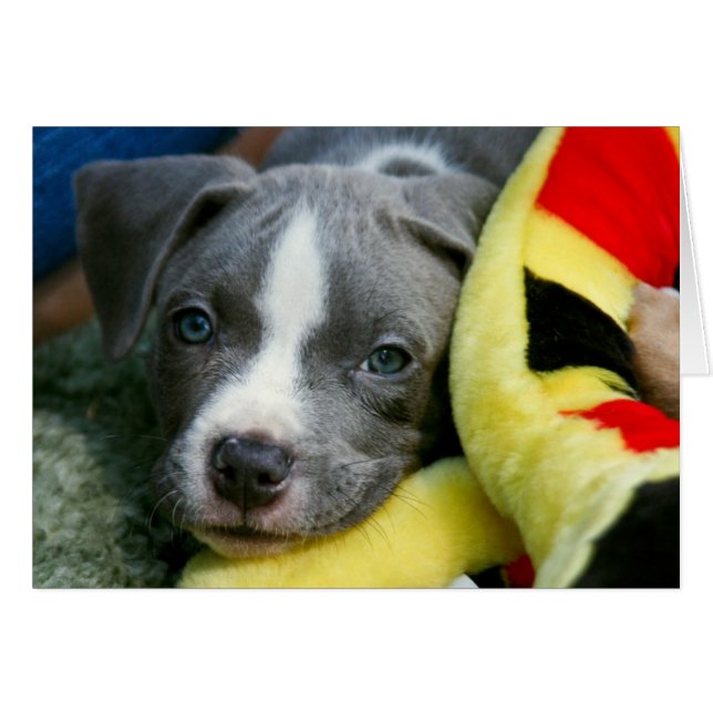 Pit Bull Terrier Pup Card - "Mikey" (Front Horizontal)