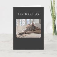 Pit Bull try to relax get well