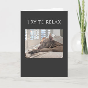 Pit Bull try to relax get well Card