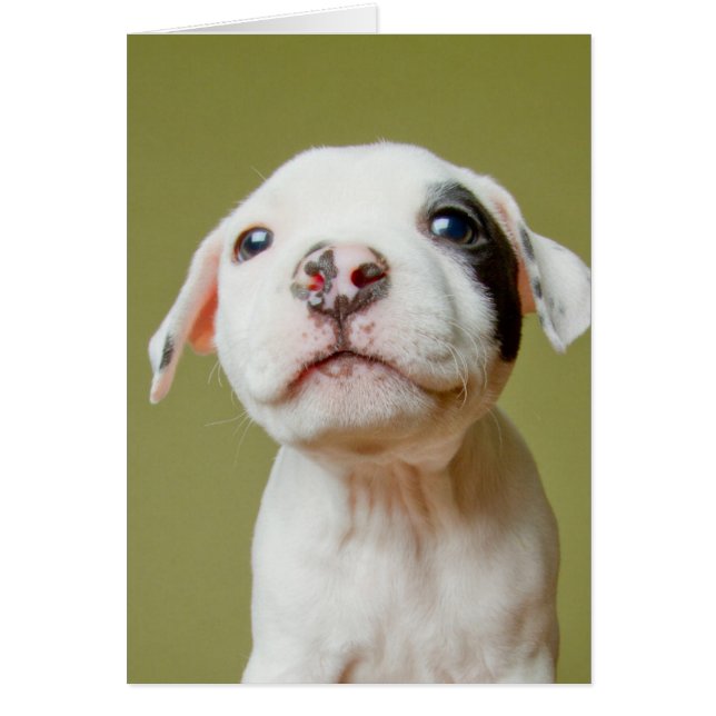 Pit Bull With Black Spotted Eye (Front)