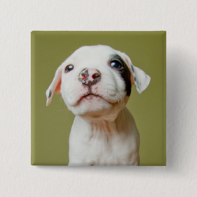 Pit Bull With Black Spotted Eye 2 Inch Square Button (Front)