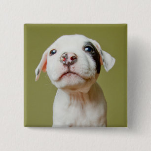 Pit Bull With Black Spotted Eye 2 Inch Square Button