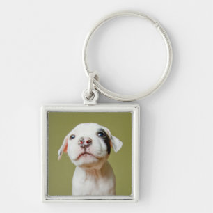 Pit Bull With Black Spotted Eye Keychain