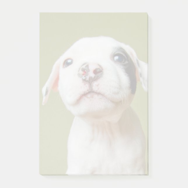 Pit Bull With Black Spotted Eye Post-it Notes (Front)