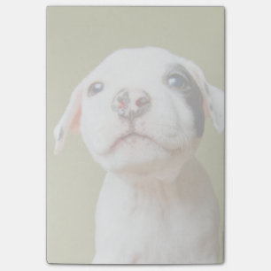 Pit Bull With Black Spotted Eye Post-it Notes