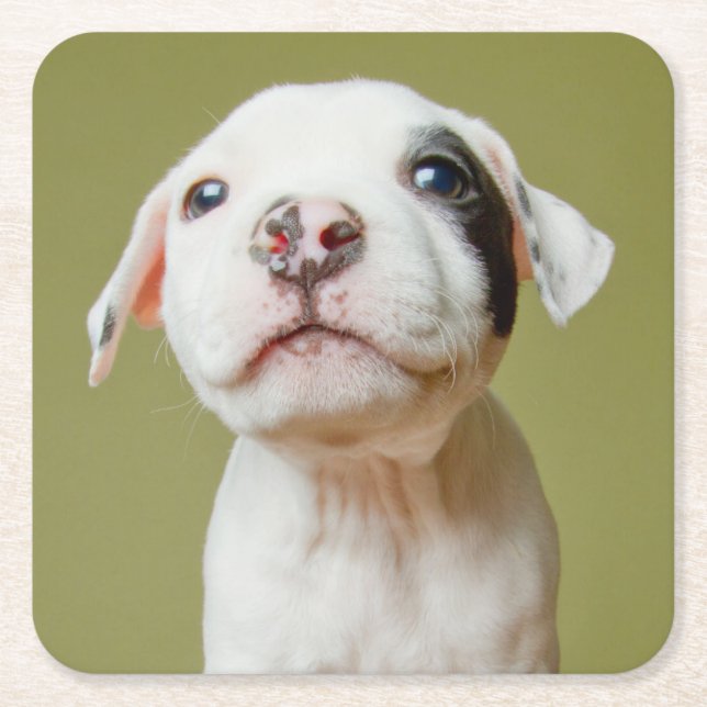 Pit Bull With Black Spotted Eye Square Paper Coaster (Front)