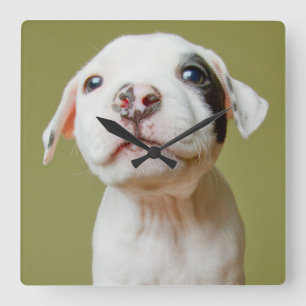 Pit Bull With Black Spotted Eye Square Wall Clock