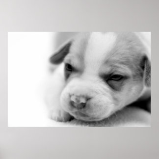 Pit Puppy Poster