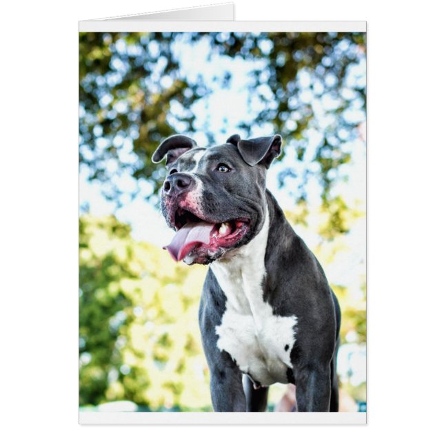 Pitbull (Front)