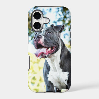 Pitbull
