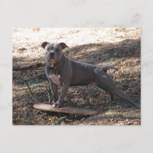 Pitbull and Skateboard Postcard