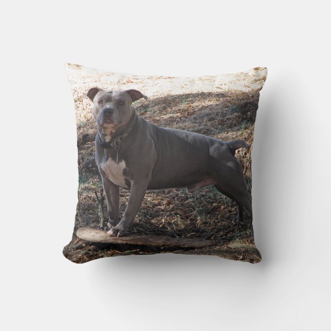 Pitbull avec Coussin Skateboard (Recto)