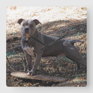 Pitbull avec horloge murale de skateboard