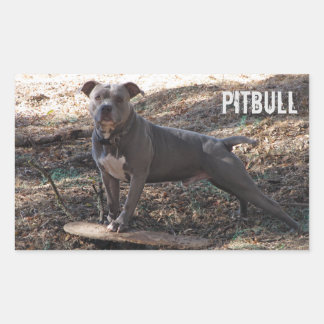 Pitbull avec Stickers Skateboard