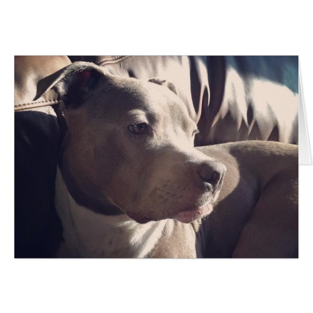 Pitbull = beau (Devant Horizontal)