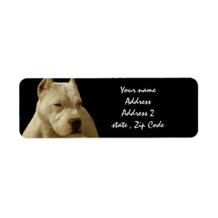 Pitbull blanc Terrier