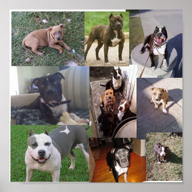 PITBULL BREED COLLAGE POSTER (Front)