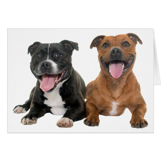 Pitbull Chien Chien Chien Bonsoir Mlle Vous Aimez  (Devant Horizontal)