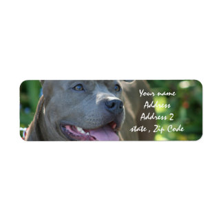 Pitbull Dog