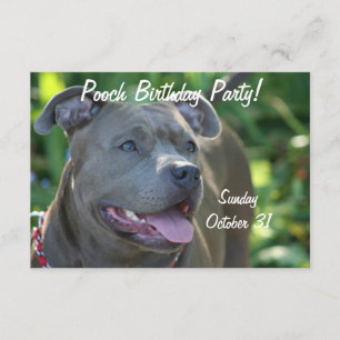 Pitbull dog invitation