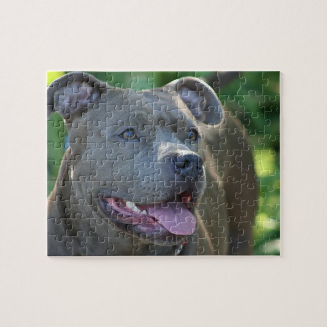 Pitbull Dog Jigsaw Puzzle (Horizontal)