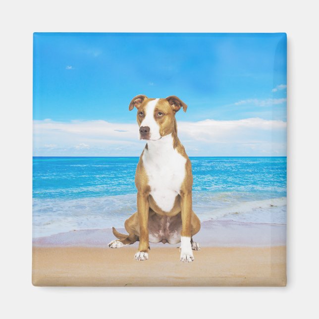 Pitbull Dog Sitting On Beach Magnet (Front)