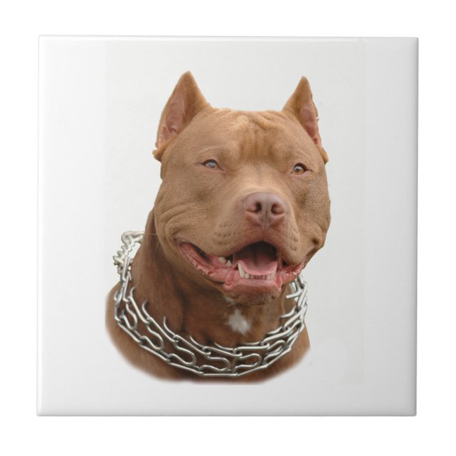 Pitbull dog tile (Front)