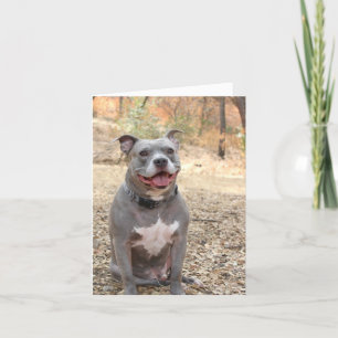 Pitbull Ear-to-Ear Smile Merci Carte de note
