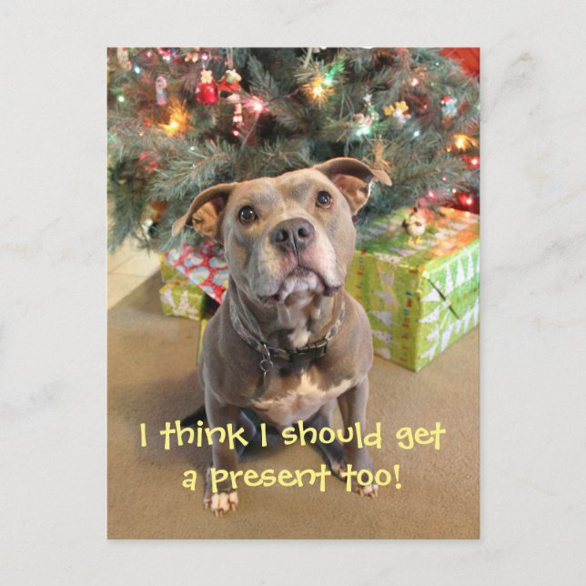 Pitbull I Want a Present Christmas Postcard (Front)