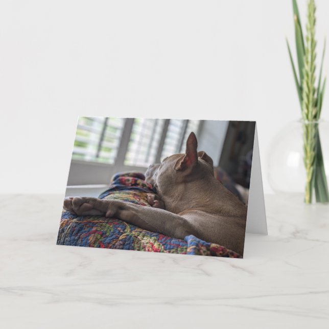 Pitbull love card (Front)