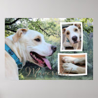 Pitbull - Maverick Composite