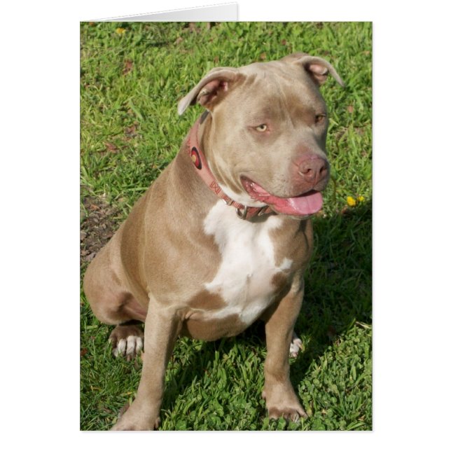 Pitbull paisible (Devant)
