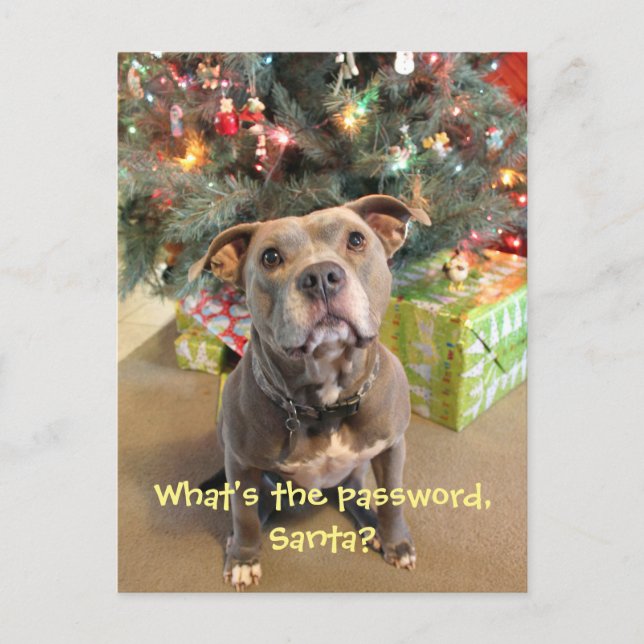Pitbull Password for Santa Christmas Postcard (Front)