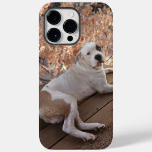 Pitbull Porch Chien coque iphone