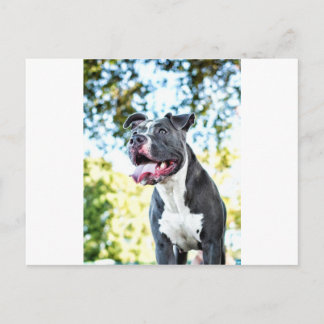 Pitbull Postcard