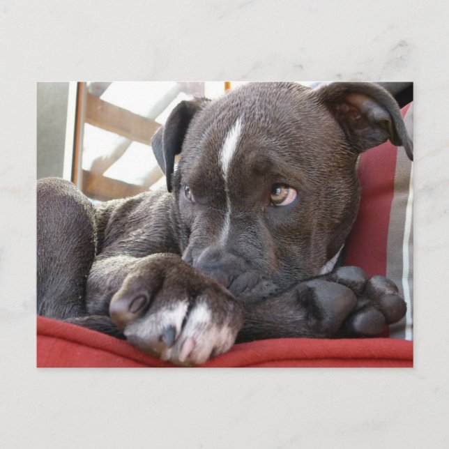 Pitbull Pup Postcard (Front)
