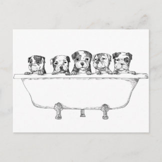 Pitbull Puppies In the Tub - Illustration Postcard