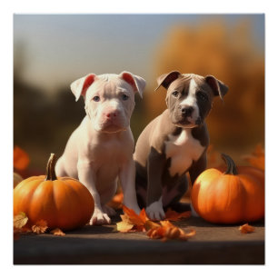 Pitbull Puppy Autumn Delight Pumpkin  Poster