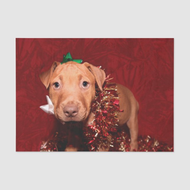 Pitbull puppy Christmas Tissue Paper (Front)