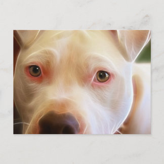 Pitbull Puppy Dog Eyes Art Photography Postcard