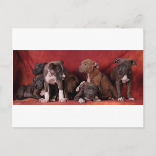 Pitbull puppy heaven postcard