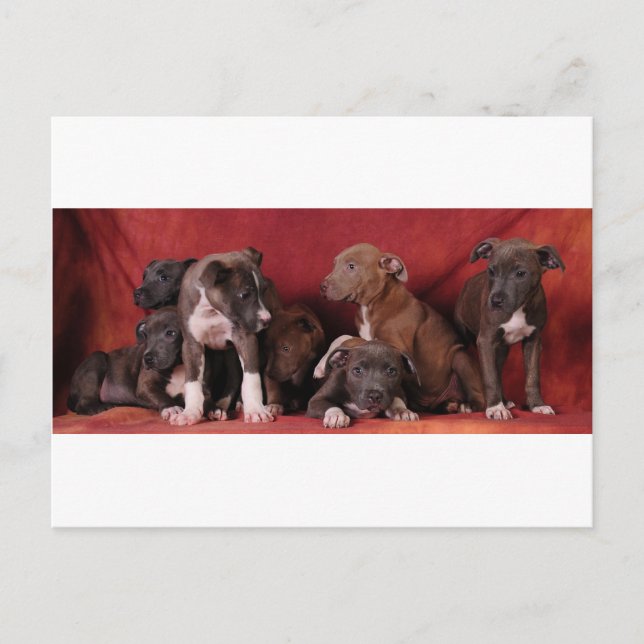 Pitbull puppy heaven postcard (Front)
