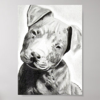 Pitbull puppy in pencil print by Jacob Grimm