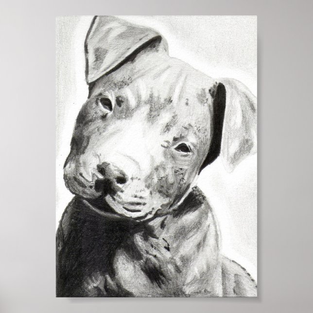 Pitbull puppy in pencil print by Jacob Grimm (Front)