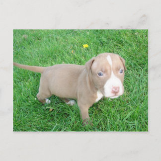 PITBULL PUPPY IN THE GRASS POSTCARD