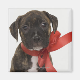 Pitbull puppy wearing red ribbon magnet