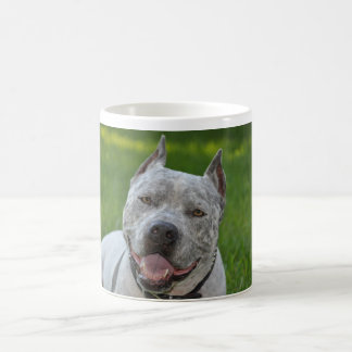 pitbull sharky bonjour de tasse de chien de
