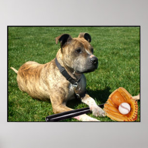Pitbull with baseball poster